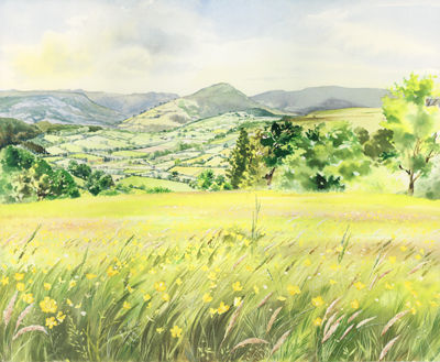 Sally's Field by Liz Hankins